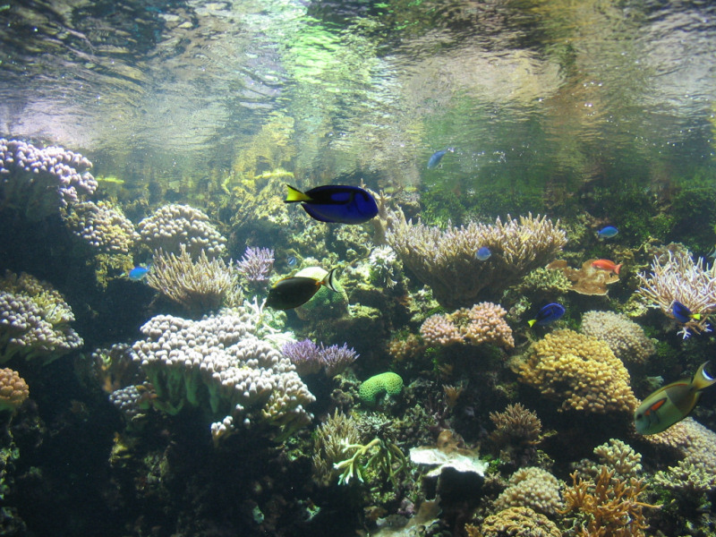 fish tank wallpaper. an aquarium background